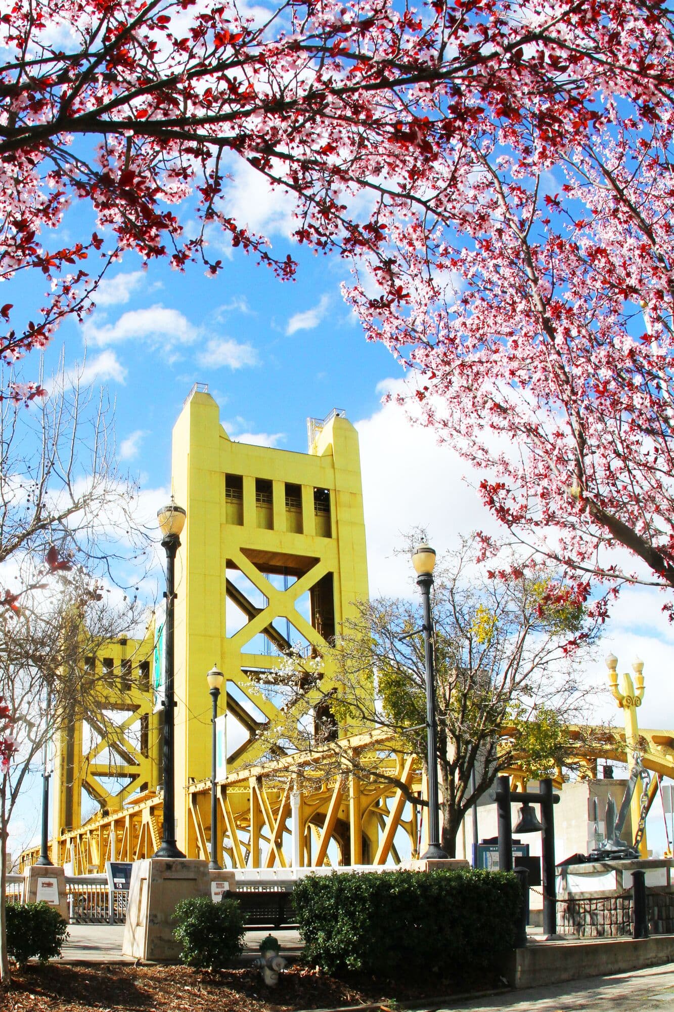 The Tower Bridge behind spring blossoms
